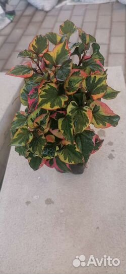 Хауттюйния (Houttuynia)