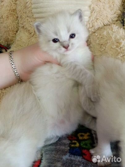 Рэгдолл, радость в дом