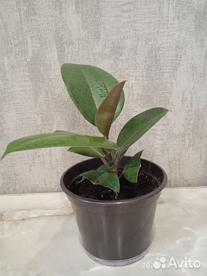 Фикус каучуконосный