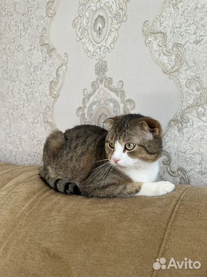 Шотландская вислоухая (кот)