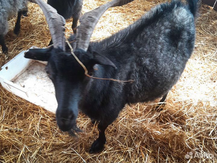 Поросятки1 и 2мес,пух.козы,яйцо гуся,телочка