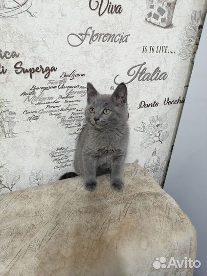 Котёнок, мальчик, бесплатно