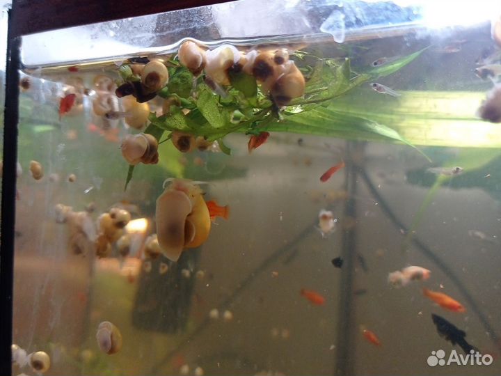 Улитки аквариумные ампулярии