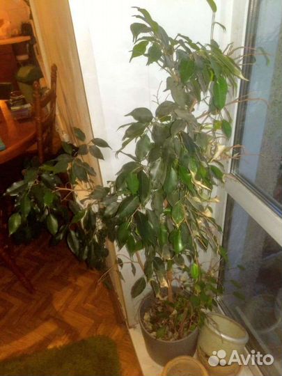 Фикус Бенджамина, дерево