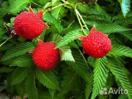 Экзотика Тибетская малина высотой 45см