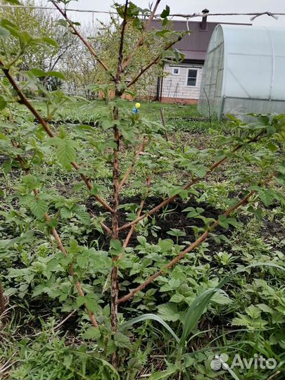 Саженцы ежевики и малины