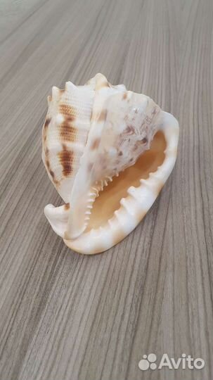 Раковина ракушка