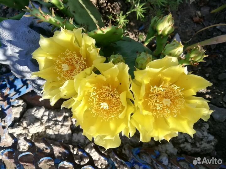 Опунция(кактус уличный)