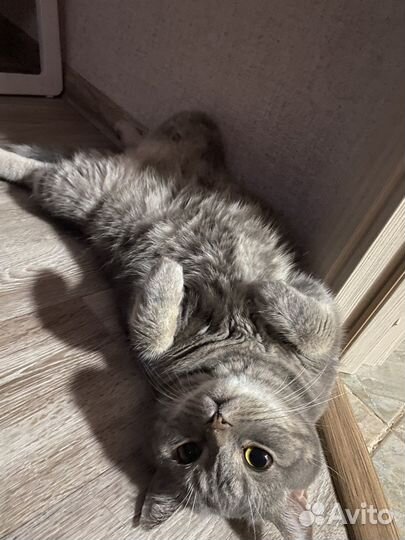 Котик в добрые руки