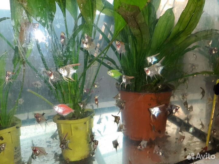 Рыбка и растения в аквариум