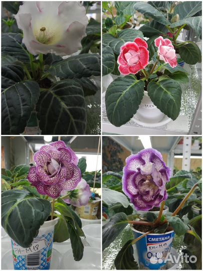 Глоксинии сортовые