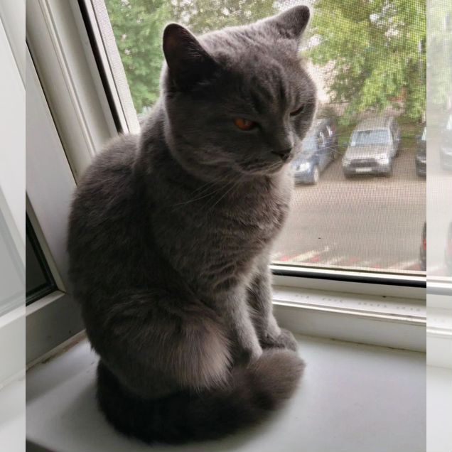 Британский короткошёрстный котёнок