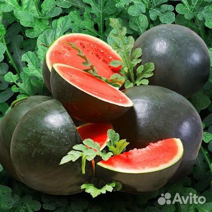 Арбуз. Черный