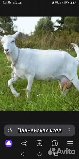 Коза дойная альпа-зааненская