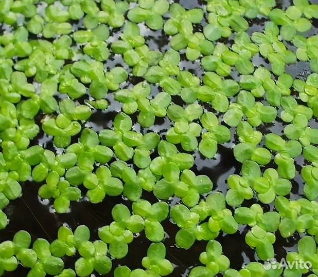 Аквариумные растения разные