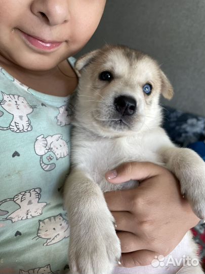 Щенки сибирской хаски
