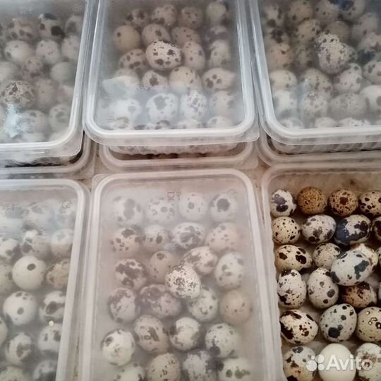 Яйцо перепелиное