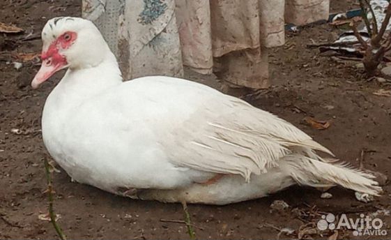 Мускусные утки тяжелые линии