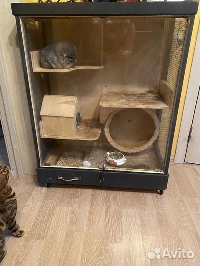 Шиншиллы фиолетовая ангора с витриной