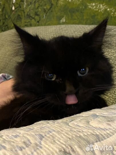 Котик в добрые руки