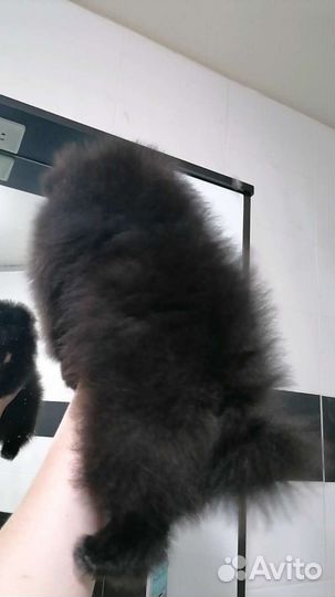 Девочка 2 месяца