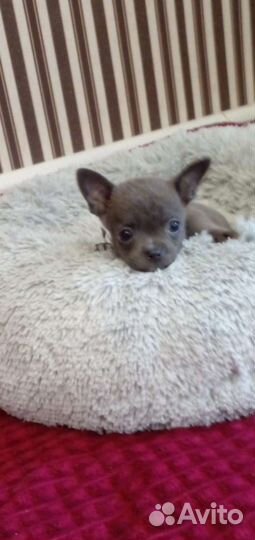Мини чихуашки