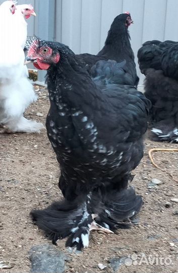 Продам петушков