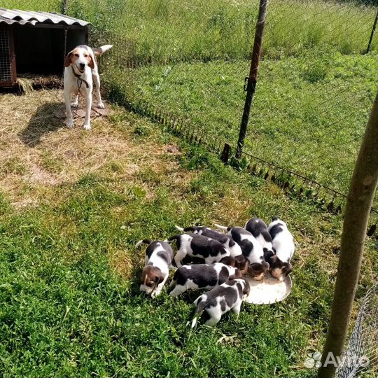 Щенки русской пегой гончей