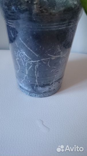 Хойя аустралис лиза