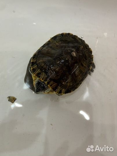 Черепаха