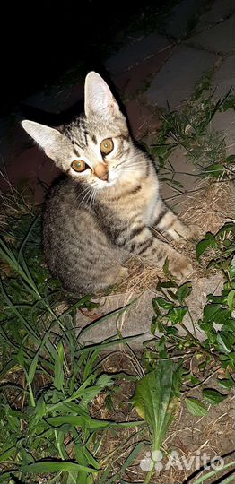 Котята бесплатно