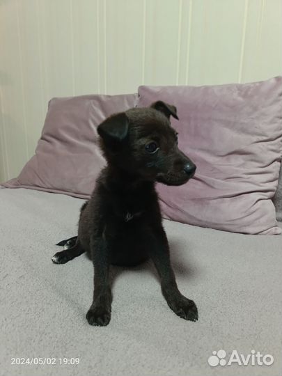 Собака в добрые руки щенок