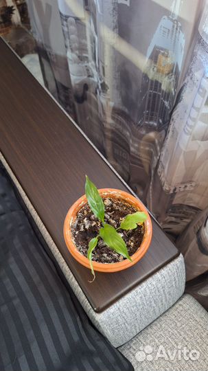 Спацифилиум