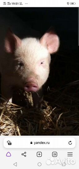 Продам поросят