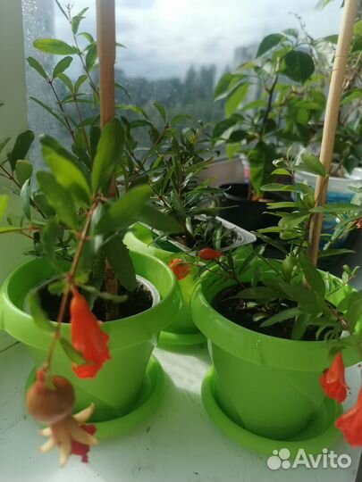 Комнатные растения