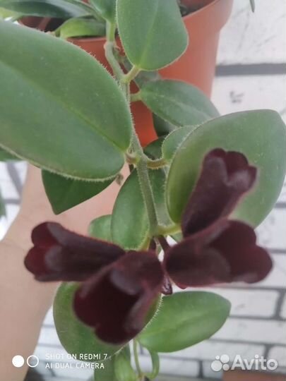 Эсхинантус