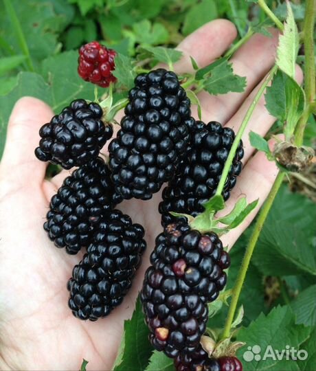 Саженцы ежевики (бесшипной)