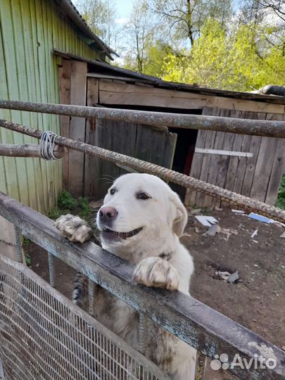 Собака в добрые руки