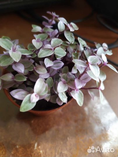 Традесканция,Нанук,коллизии