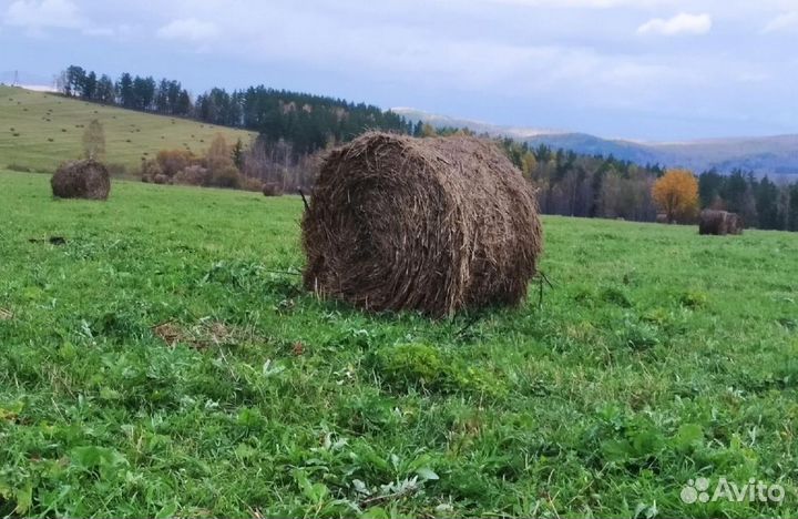 Продам сено в рулонах