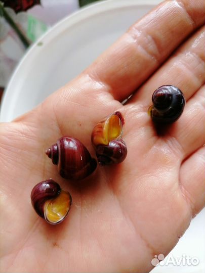 Улитки аквариумные чёрная мистерия