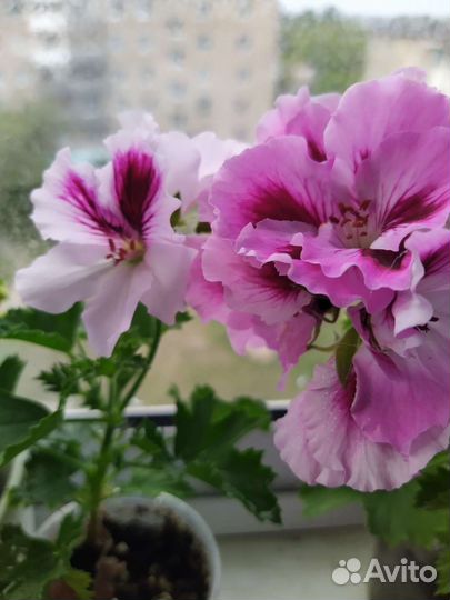 Королевская пеларгония (герань)