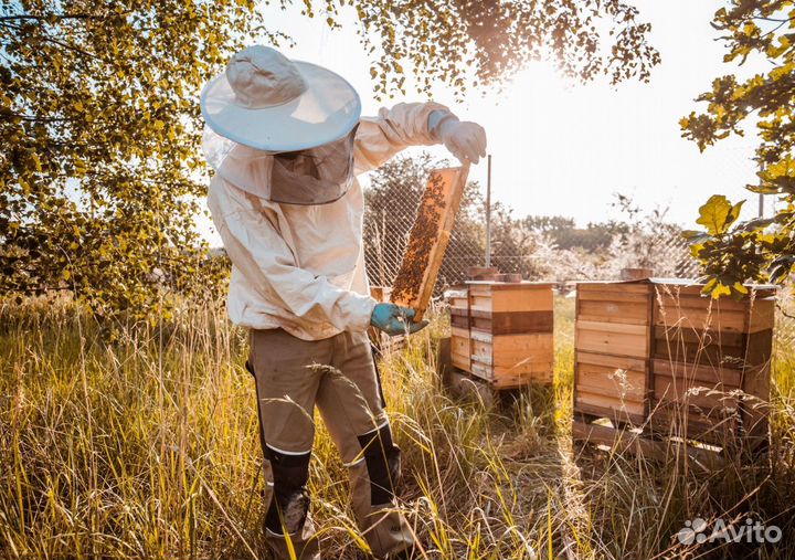 2024 Мёд натуральный из Алтая опт