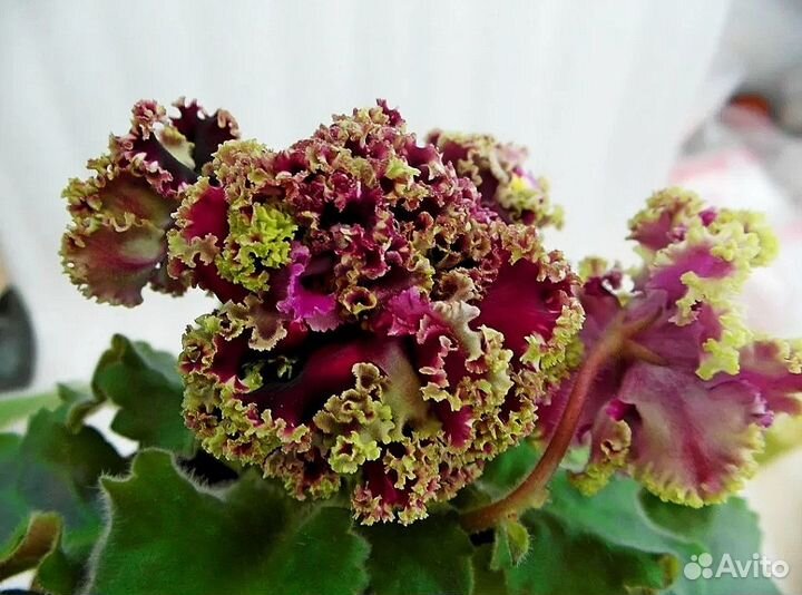 Взрослые сортовые фиалки и черенки