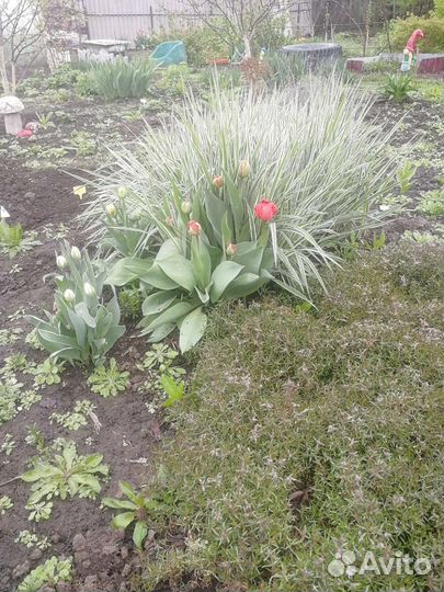 Почвопокровные растения