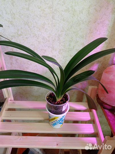 Кливия оранжевая