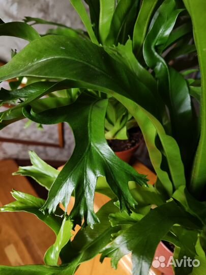 Асплениум нидус криси