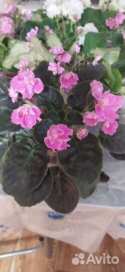 Сортовые фиалки