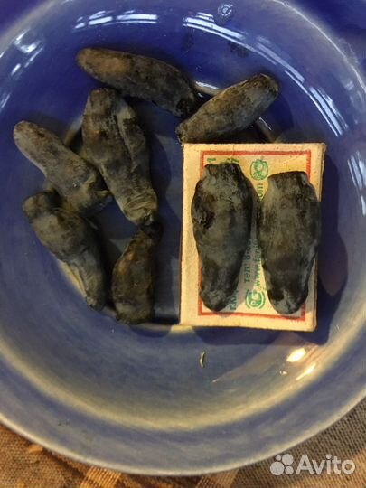 Жимолость саженцы