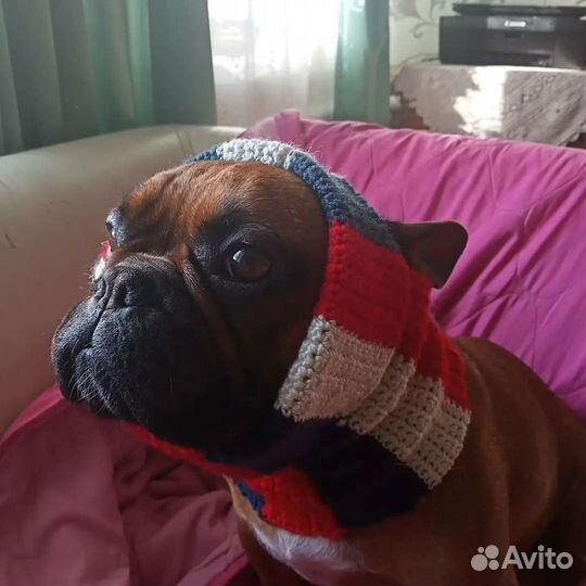 Шапочка для собачки